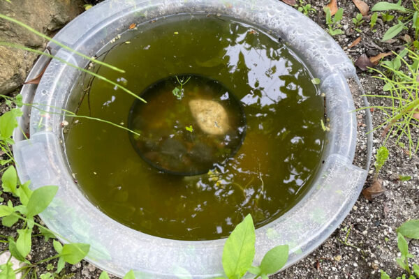 庭に簡易的な池をつくる